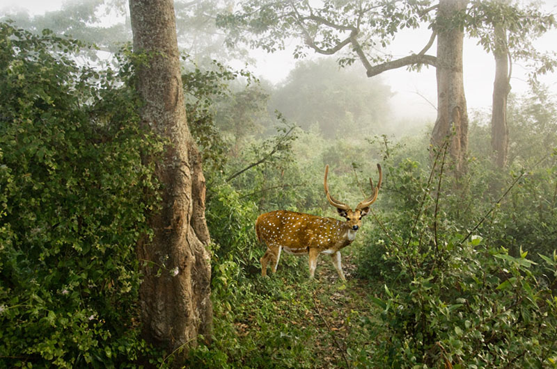 Spotted Deer